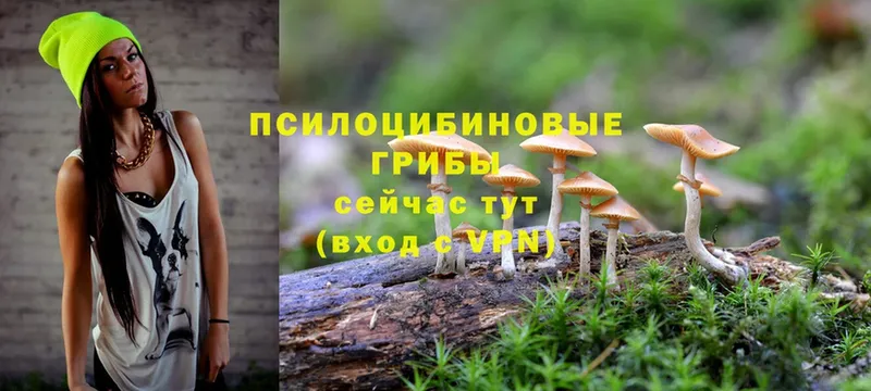 Псилоцибиновые грибы MAGIC MUSHROOMS  Новомичуринск 